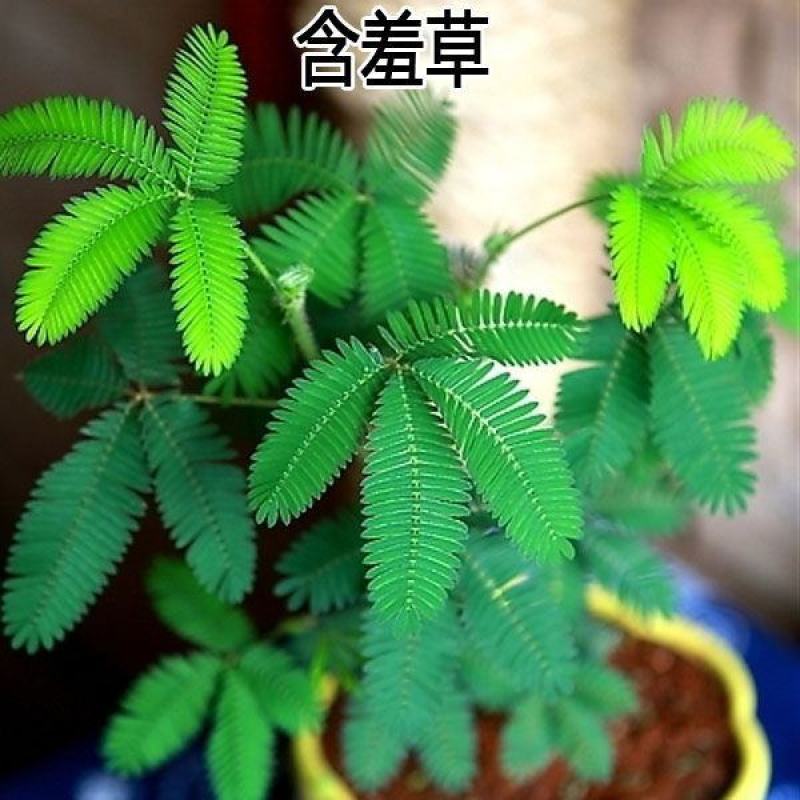 含羞草种子花种籽