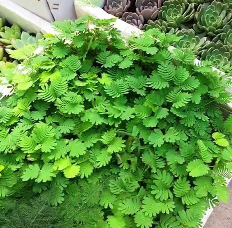 含羞草种子花种籽