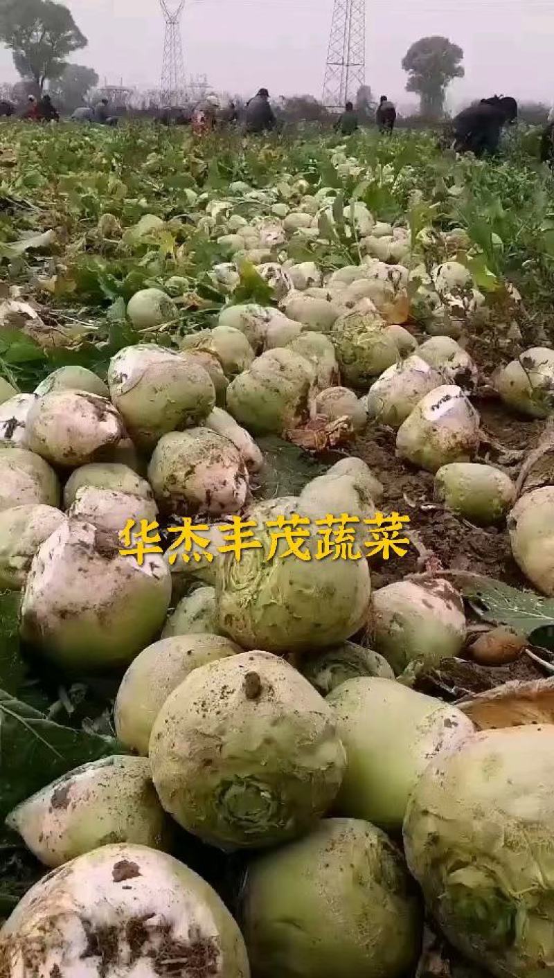 芥菜头，5两以上，产地直发加工厂，商超，电商