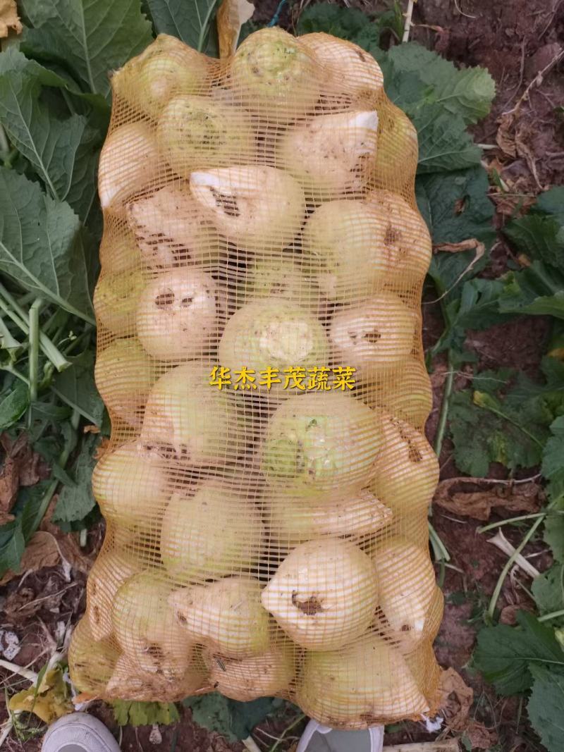 芥菜头，5两以上，产地直发加工厂，商超，电商