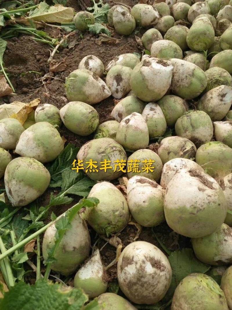 芥菜头，5两以上，产地直发加工厂，商超，电商