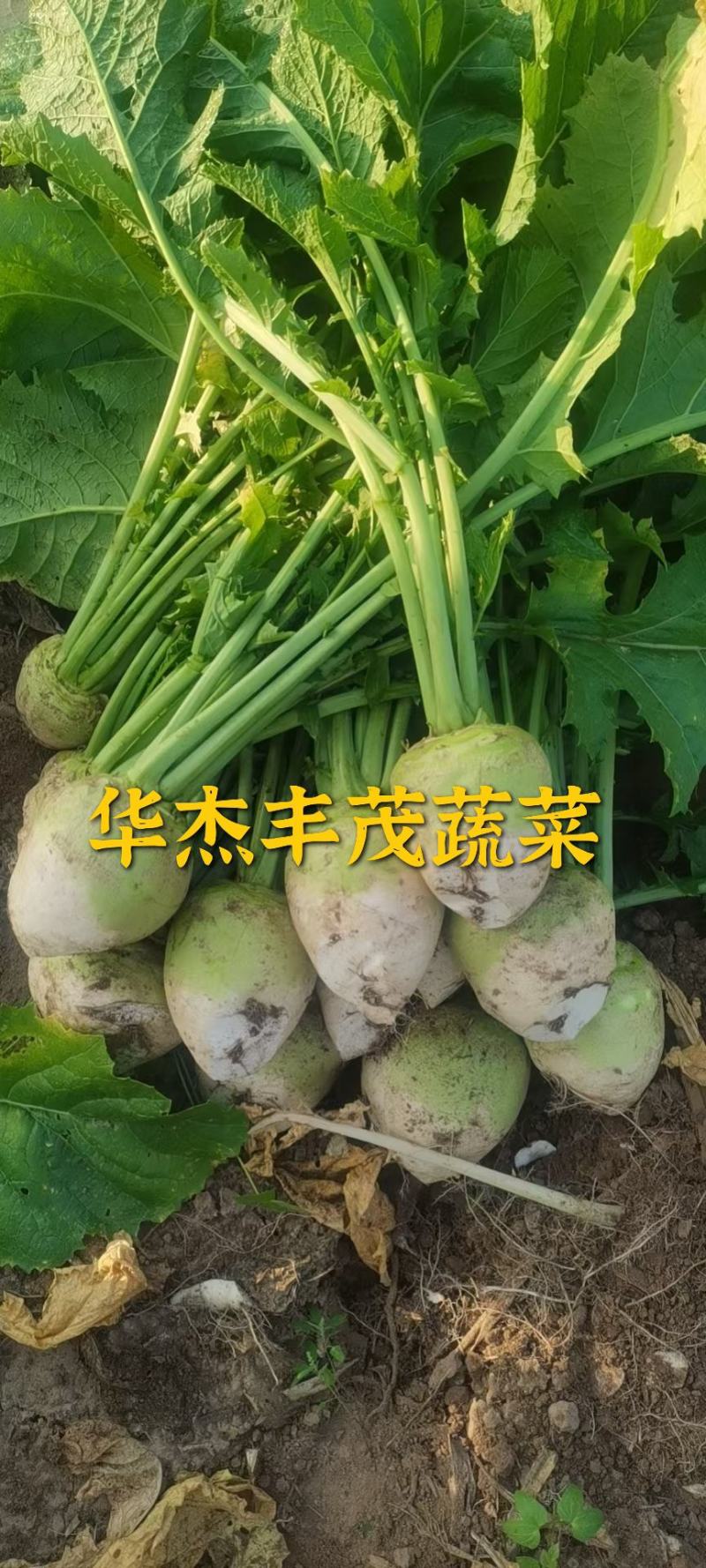 芥菜头，5两以上，产地直发加工厂，商超，电商