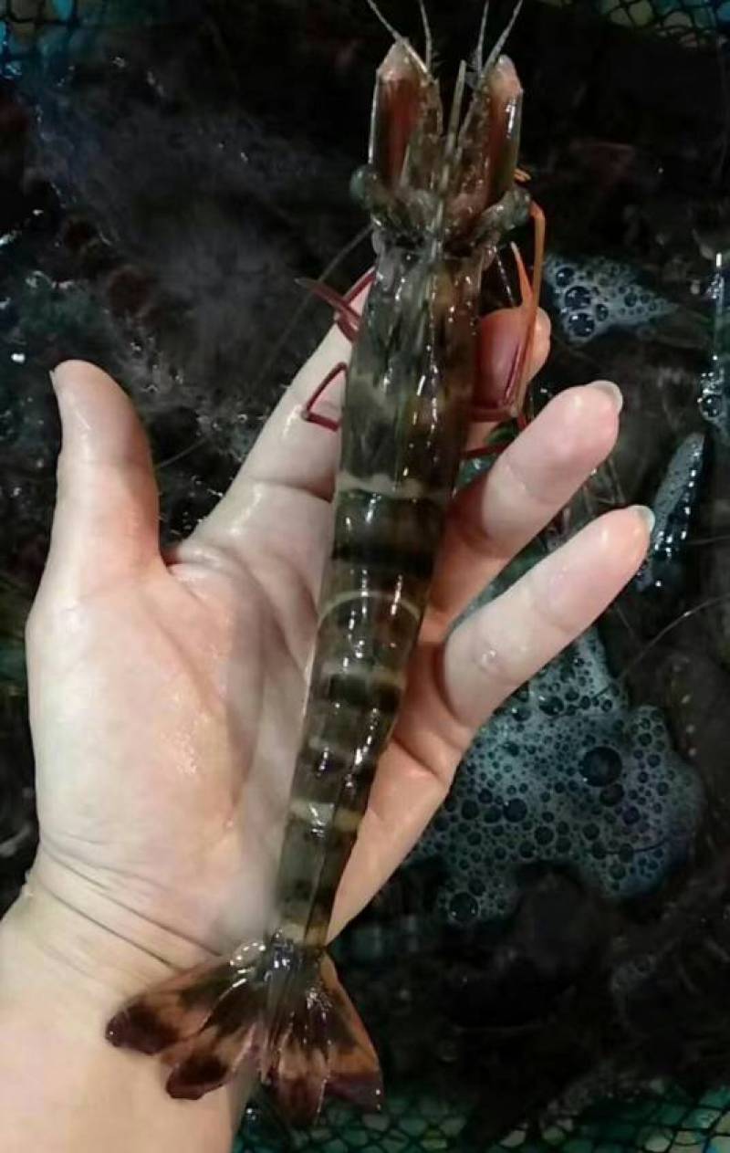 鲜活草虾，黑虎虾，桂虾