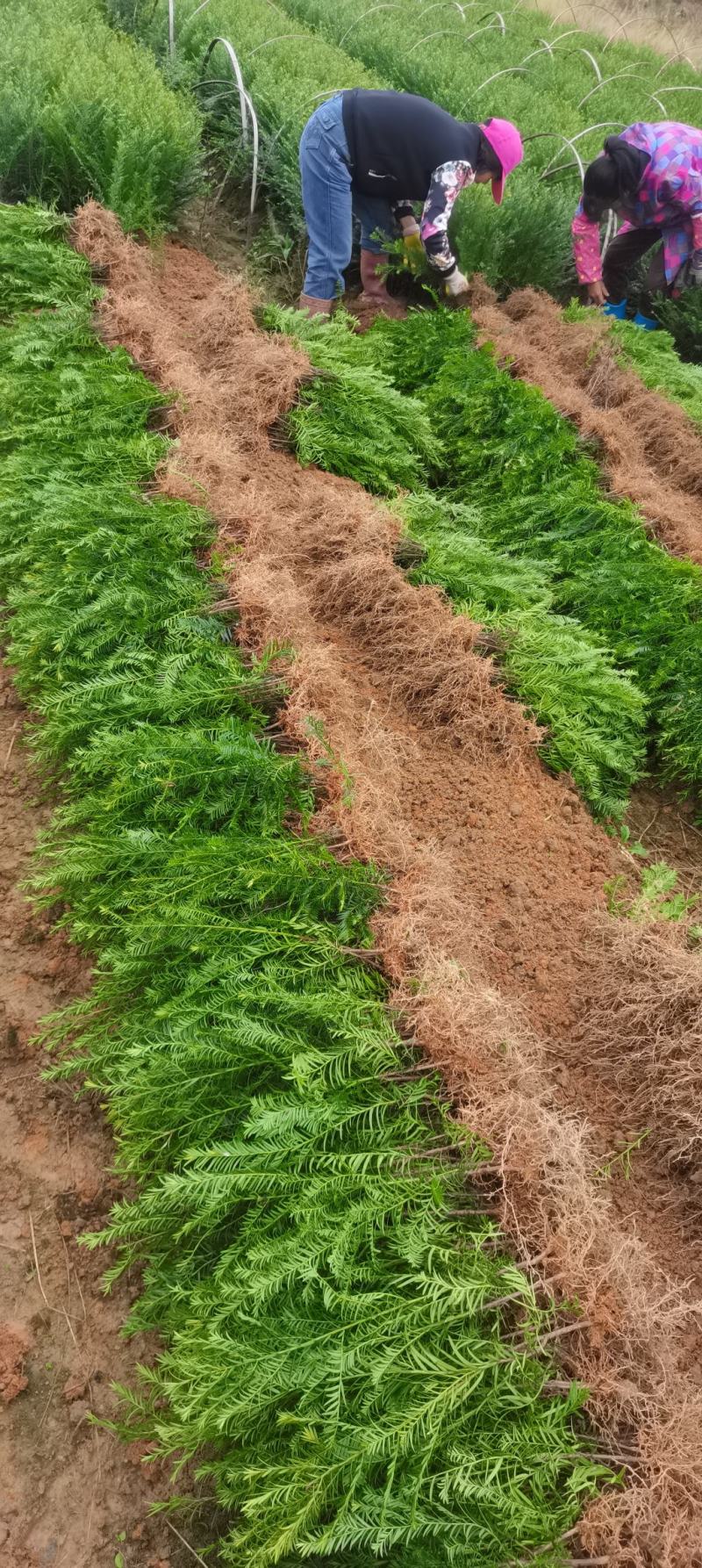 红豆杉杯苗，南方红豆杉，江西红豆杉基地，自产自销