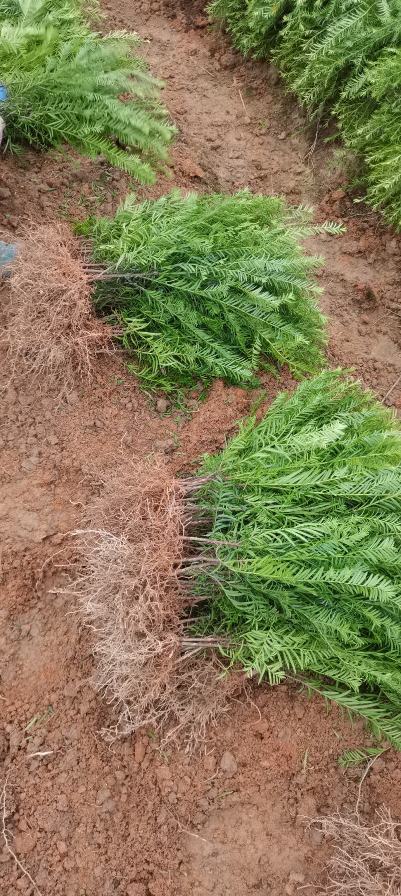 供应南方红豆杉小苗，根系发达，成活率高，走量批发