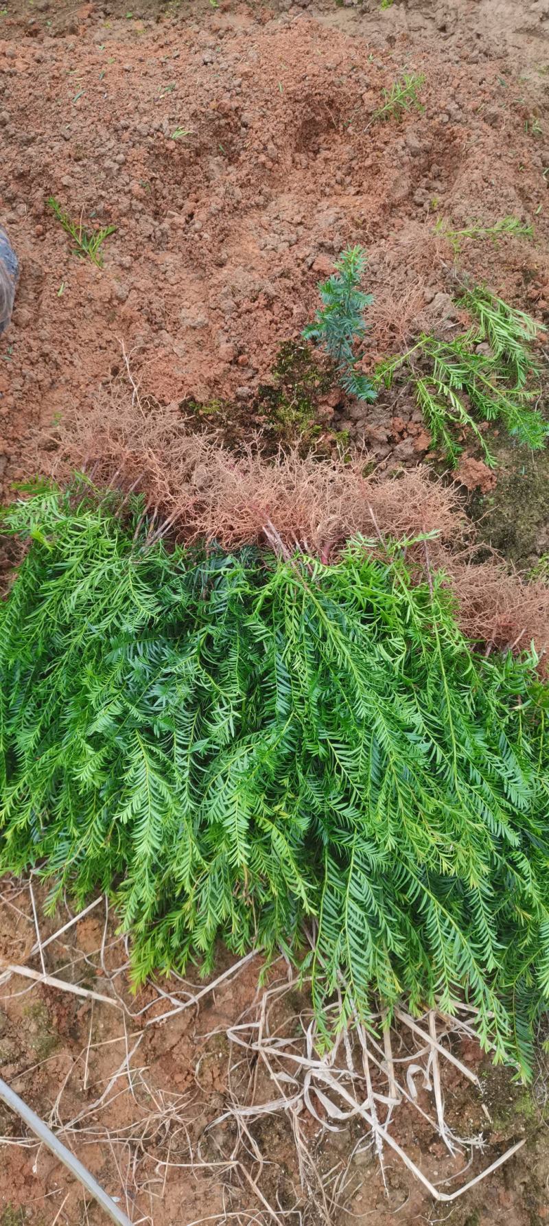 供应南方红豆杉小苗，根系发达，成活率高，走量批发