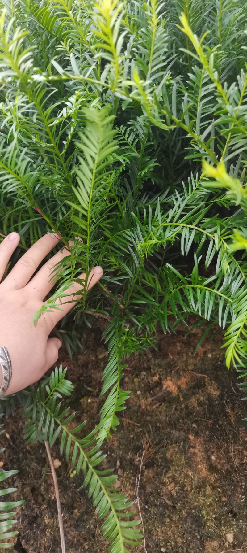 供应南方红豆杉小苗，根系发达，成活率高，走量批发