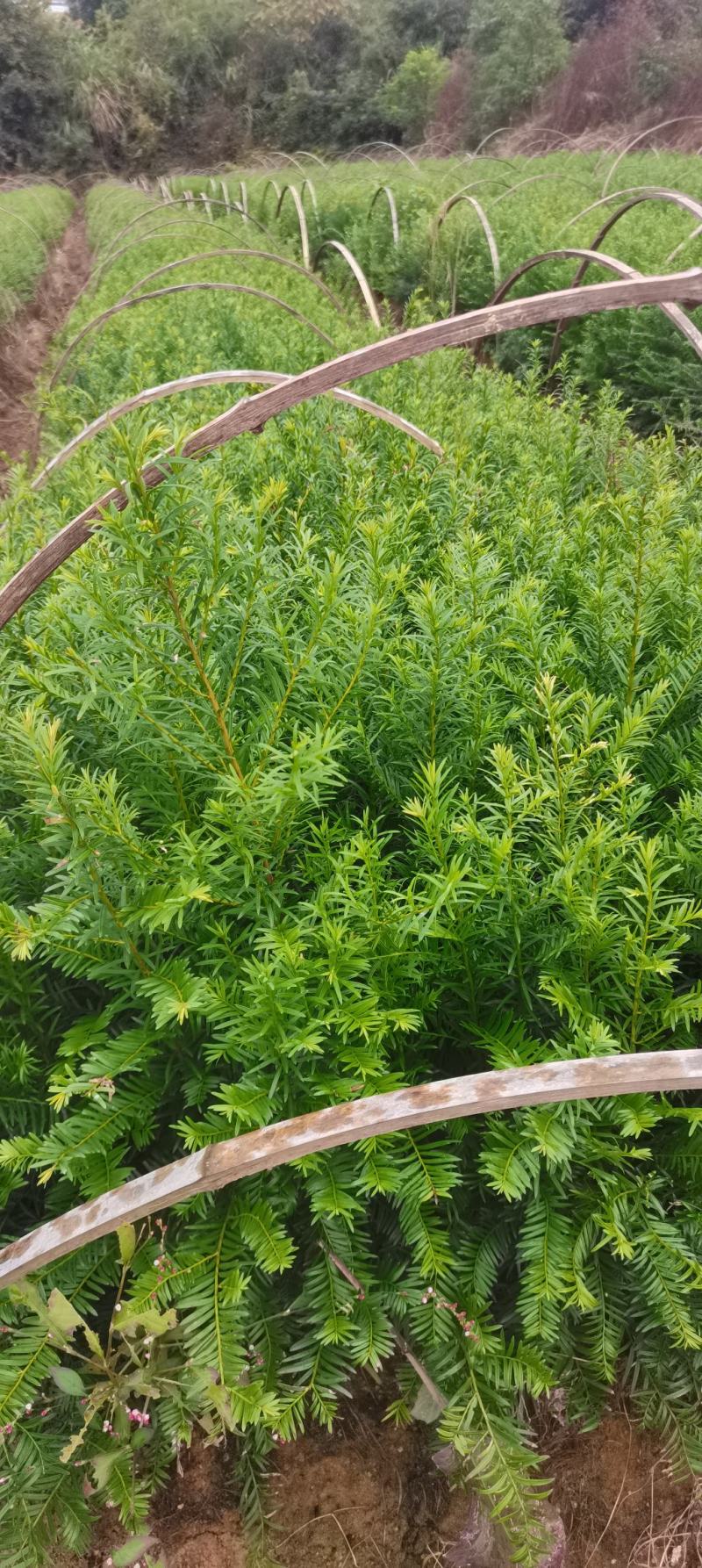供应南方红豆杉小苗，根系发达，成活率高，走量批发
