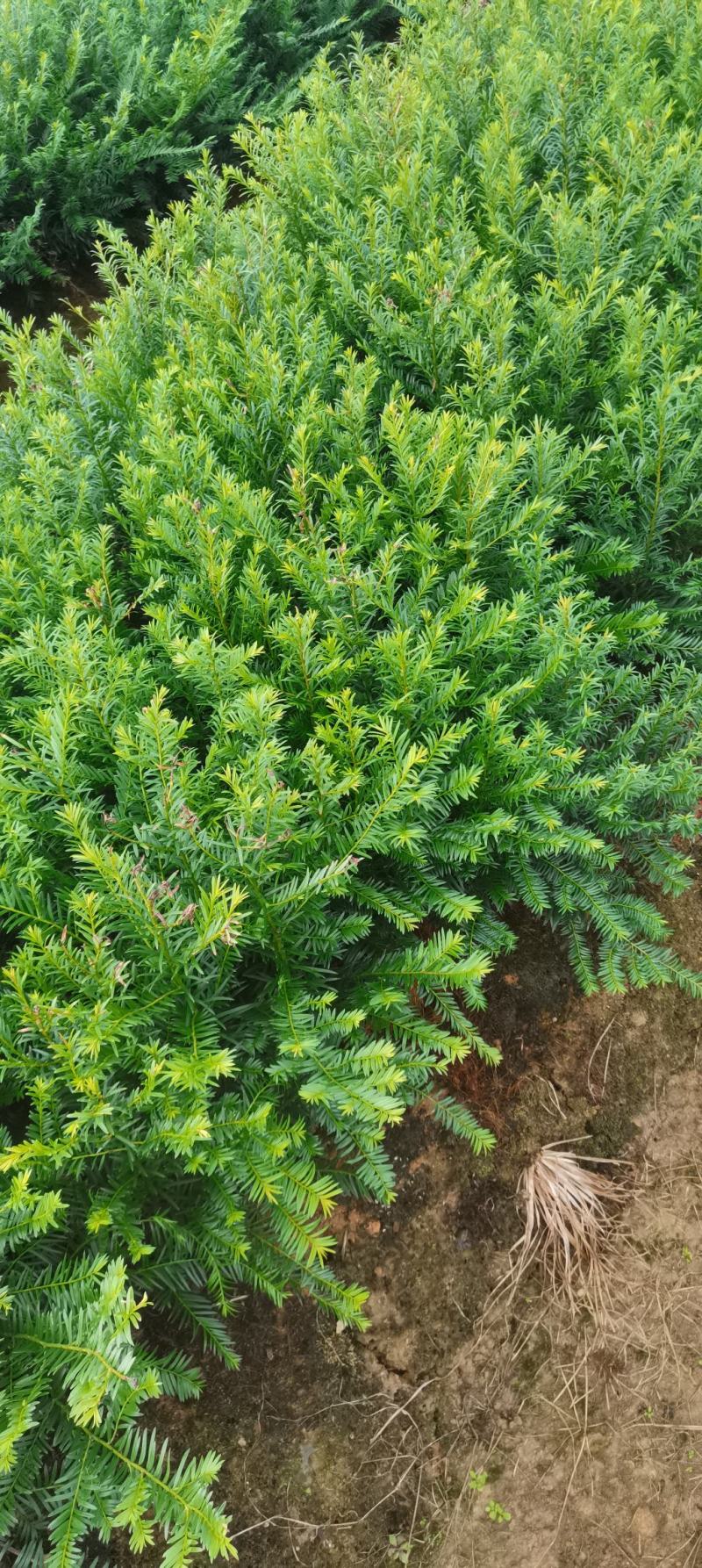 供应南方红豆杉小苗，根系发达，成活率高，走量批发