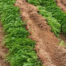 供应南方红豆杉小苗，根系发达，成活率高，走量批发