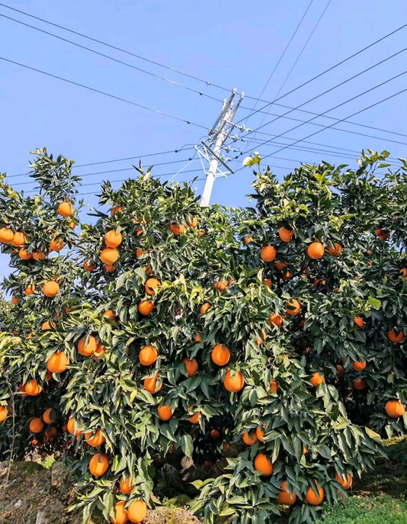 湖北脐橙圆红血橙大量上市质量有保证果园现摘现发欢迎来电