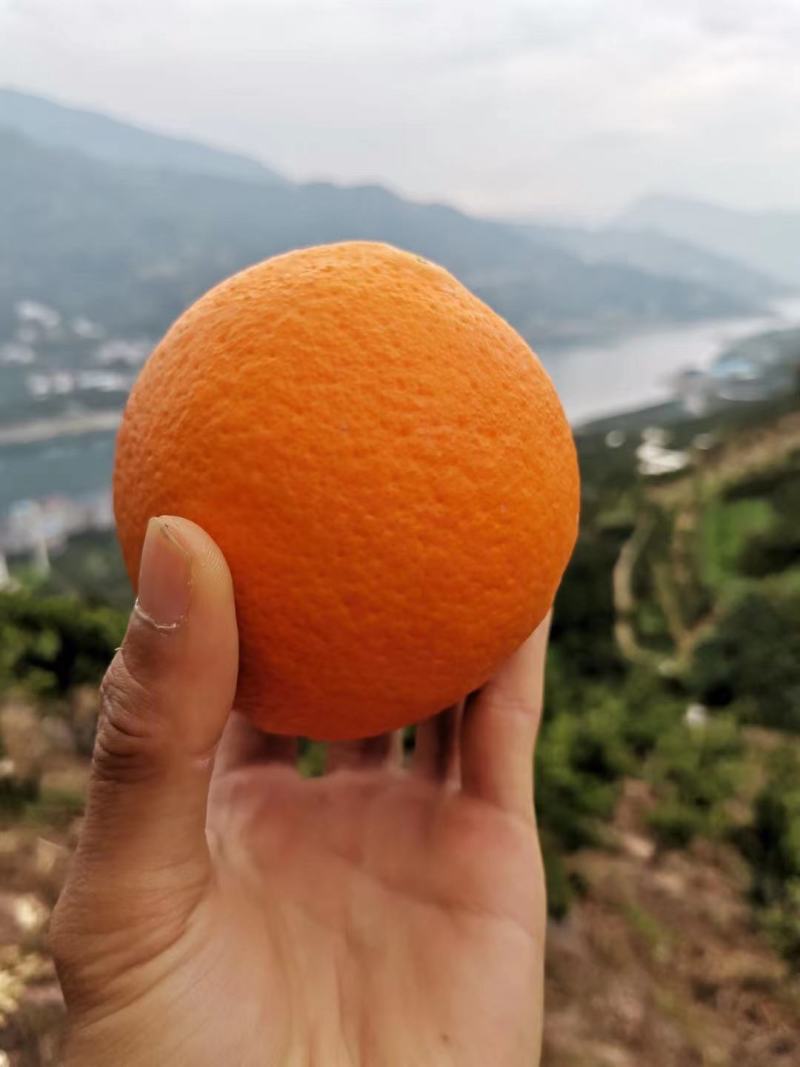 湖北脐橙圆红血橙大量上市质量有保证果园现摘现发欢迎来电