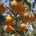 正宗太秋甜柿子苗晚熟品种南北种植现挖现发死苗补