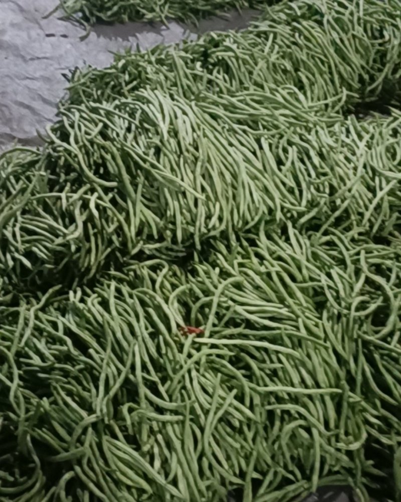 四季豆大量上市。优质芸豆上市，，，，，，