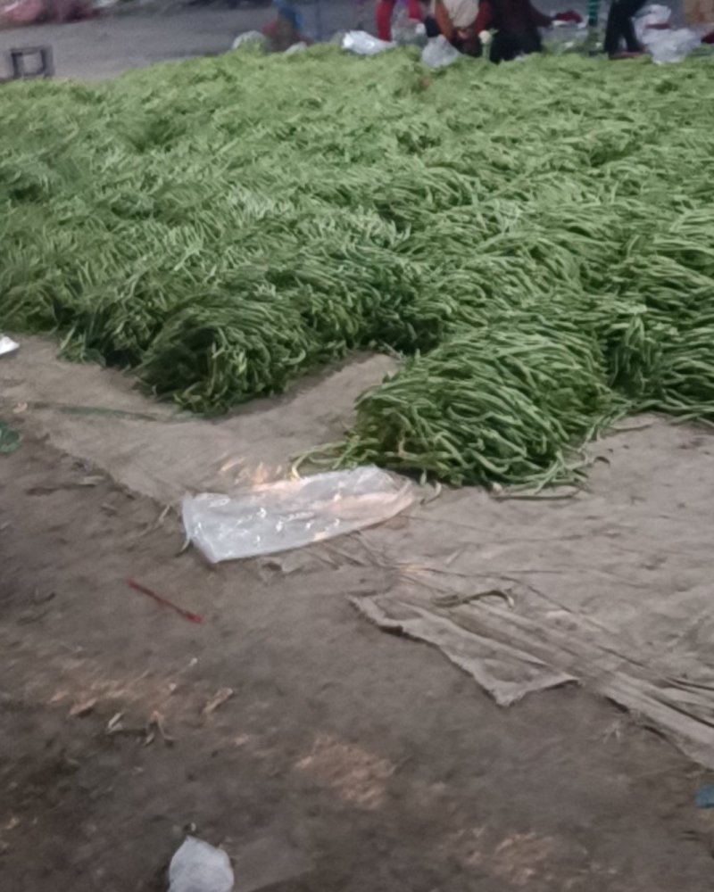 四季豆大量上市。优质芸豆上市，，，，，，