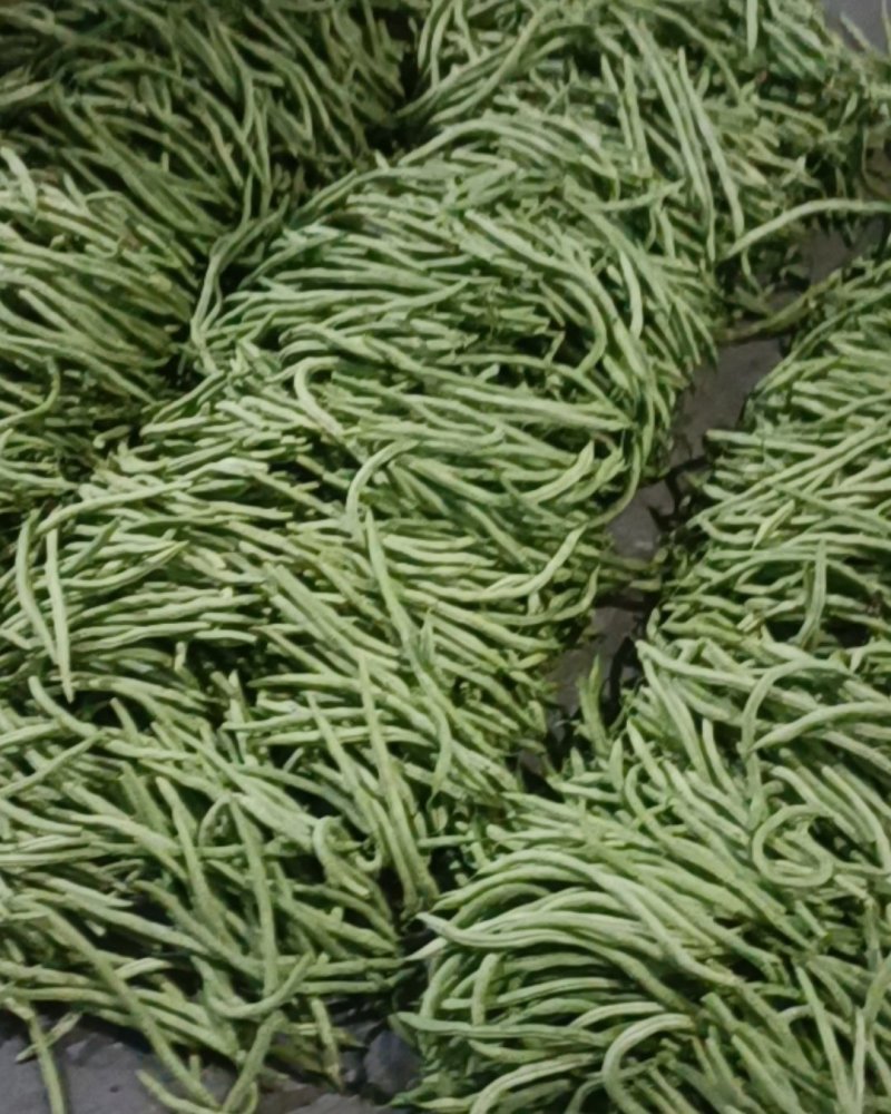 四季豆大量上市。优质芸豆上市，，，，，，