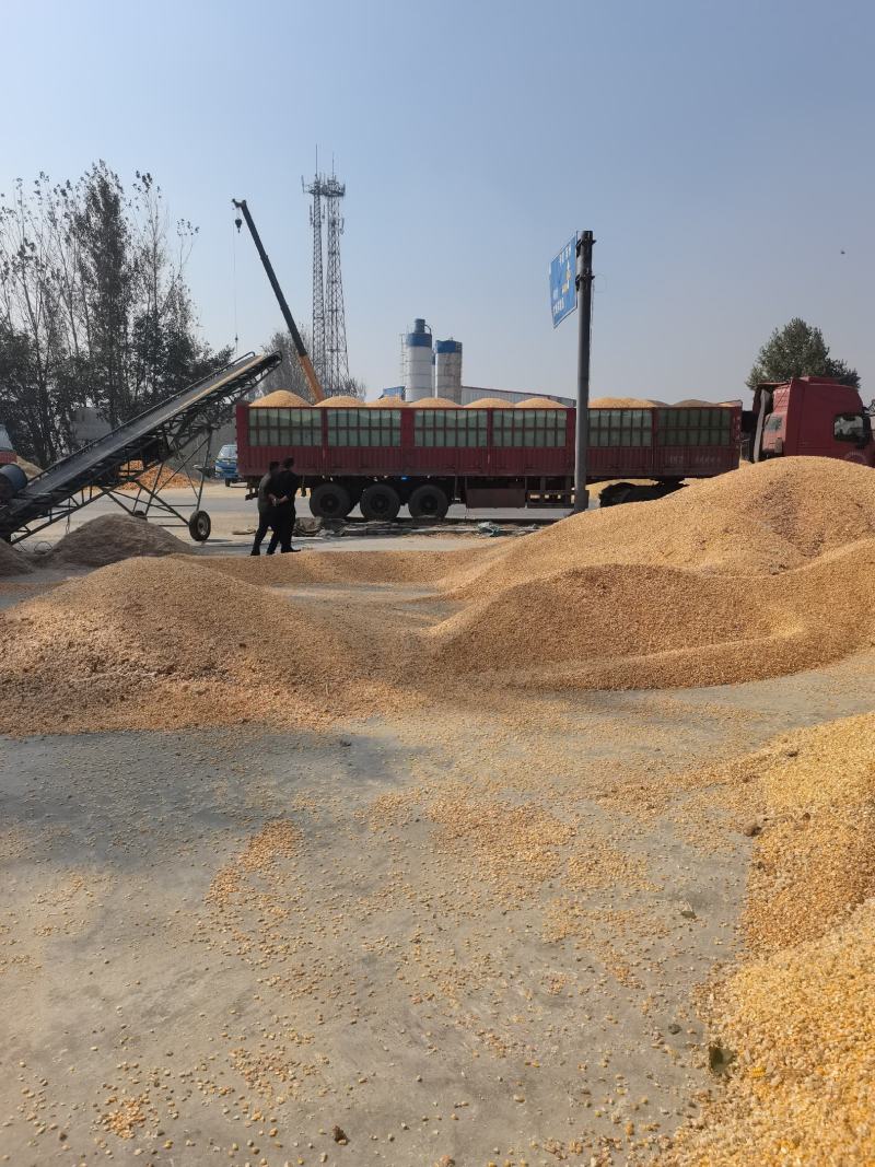 玉米粒湿玉米粒红轴玉米粒白轴玉米粒水分低杂质很少