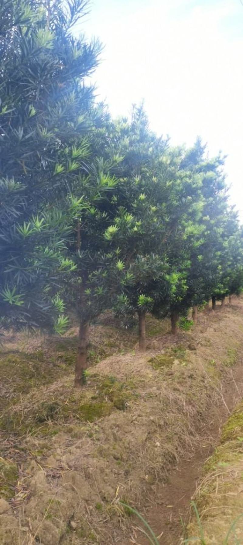 大量供应5公分罗汉松，中叶罗汉松，江西直供，自产自销