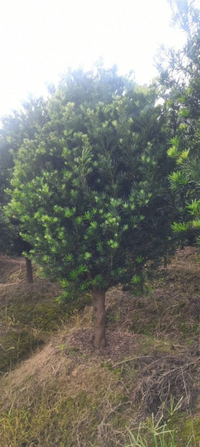 大量供应5公分罗汉松，中叶罗汉松，江西直供，自产自销