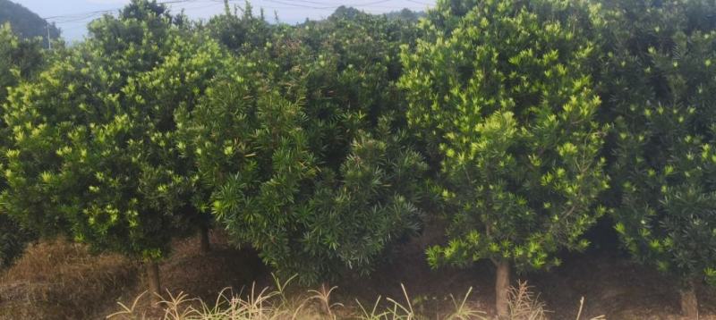 大量供应5公分罗汉松，中叶罗汉松，江西直供，自产自销