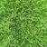 早熟禾4cm以下大量好草成活率高苗圃直发欢迎来电订购