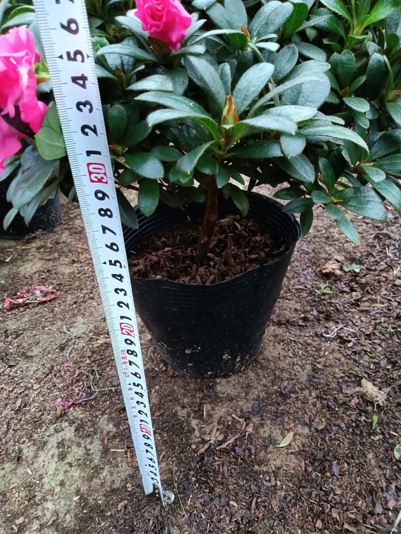 红西玛杜鹃230杯盆栽绿植盆景花卉四季开花