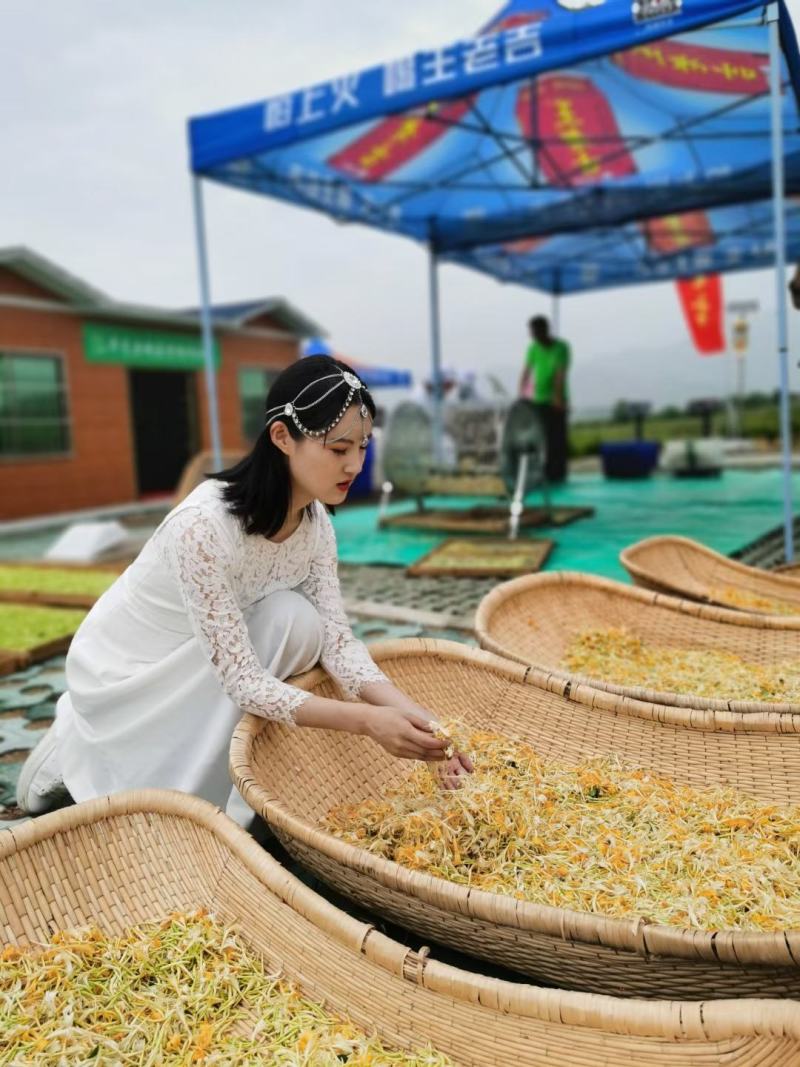 金银花苗苗圃直销，包成活率，低价出售，苗圃直销