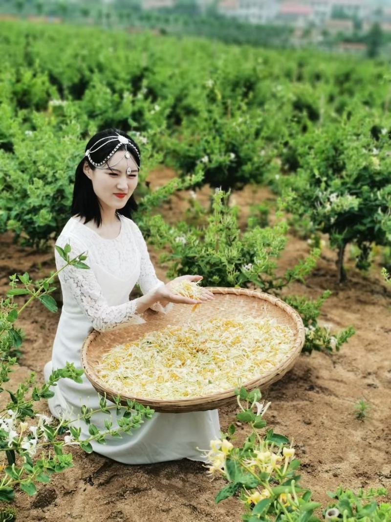 金银花苗苗圃直销，包成活率，低价出售，苗圃直销