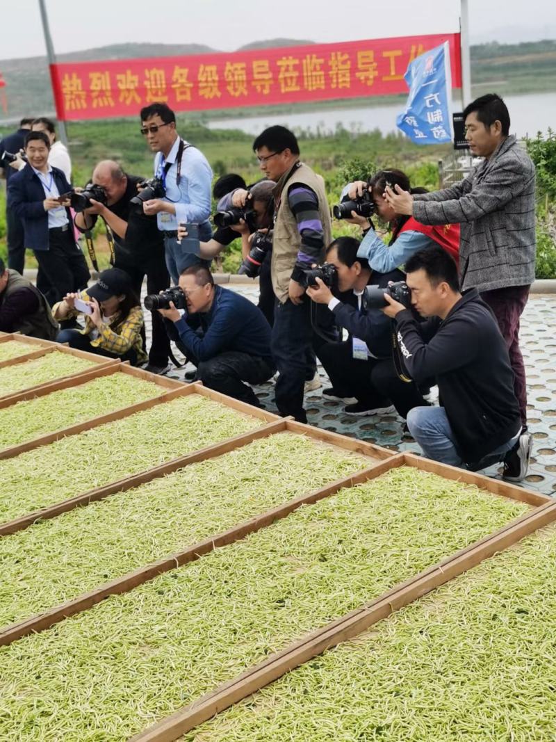 金银花苗苗圃直销，包成活率，低价出售，苗圃直销