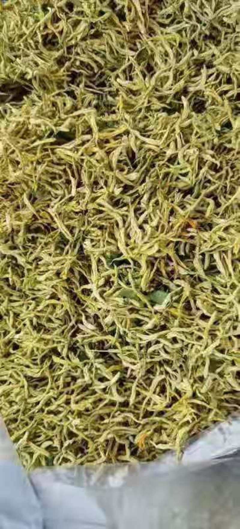 金银花苗苗圃直销，包成活率，低价出售，苗圃直销