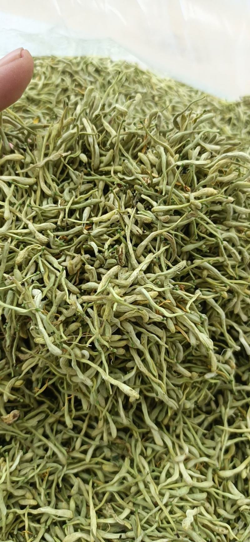 金银花苗苗圃直销，包成活率，低价出售，苗圃直销