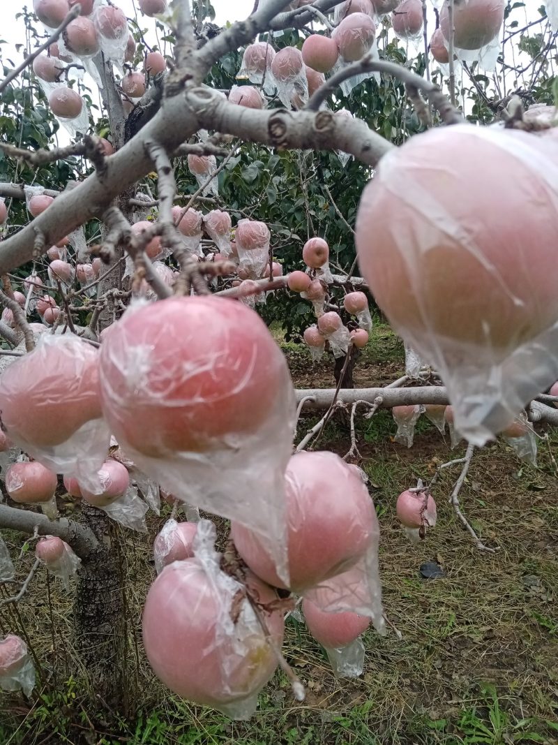 红富士苹果热销招电商采购团购直播带货网红平台支持一件代发