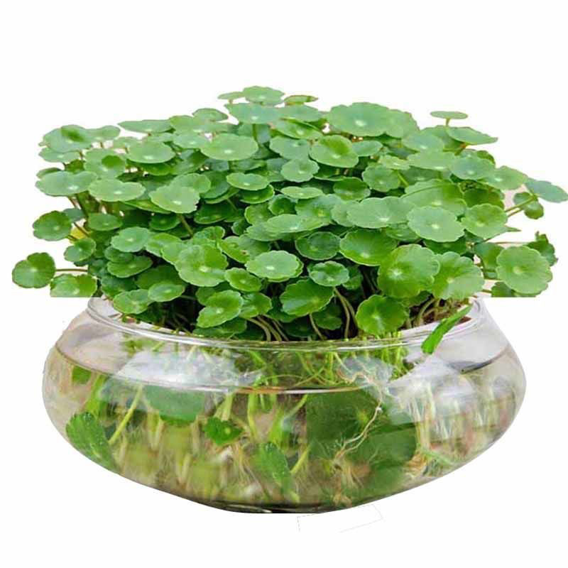 【四季常青】铜钱草室内阳台盆栽花卉绿植
