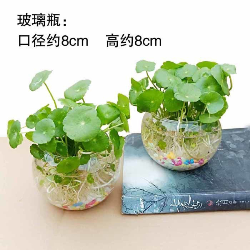 【四季常青】铜钱草室内阳台盆栽花卉绿植