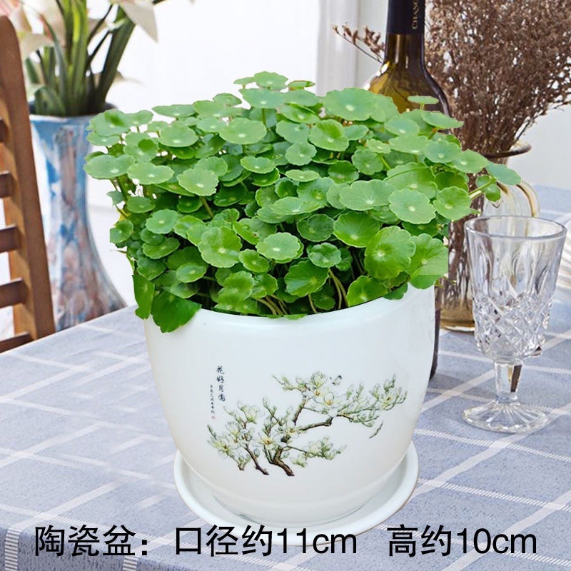 【四季常青】铜钱草室内阳台盆栽花卉绿植