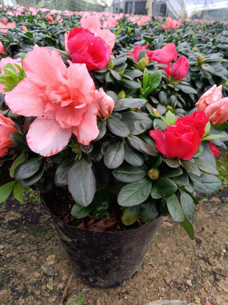 双色杜鹃190杯盆栽花卉杜鹃四季开花基地直销