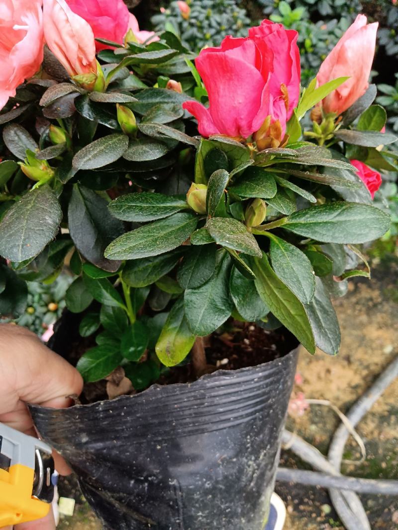 双色杜鹃190杯盆栽花卉杜鹃四季开花基地直销