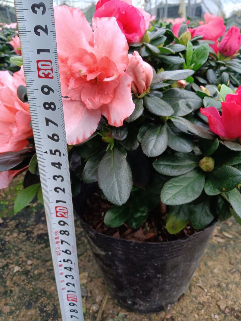双色杜鹃190杯盆栽花卉杜鹃四季开花基地直销