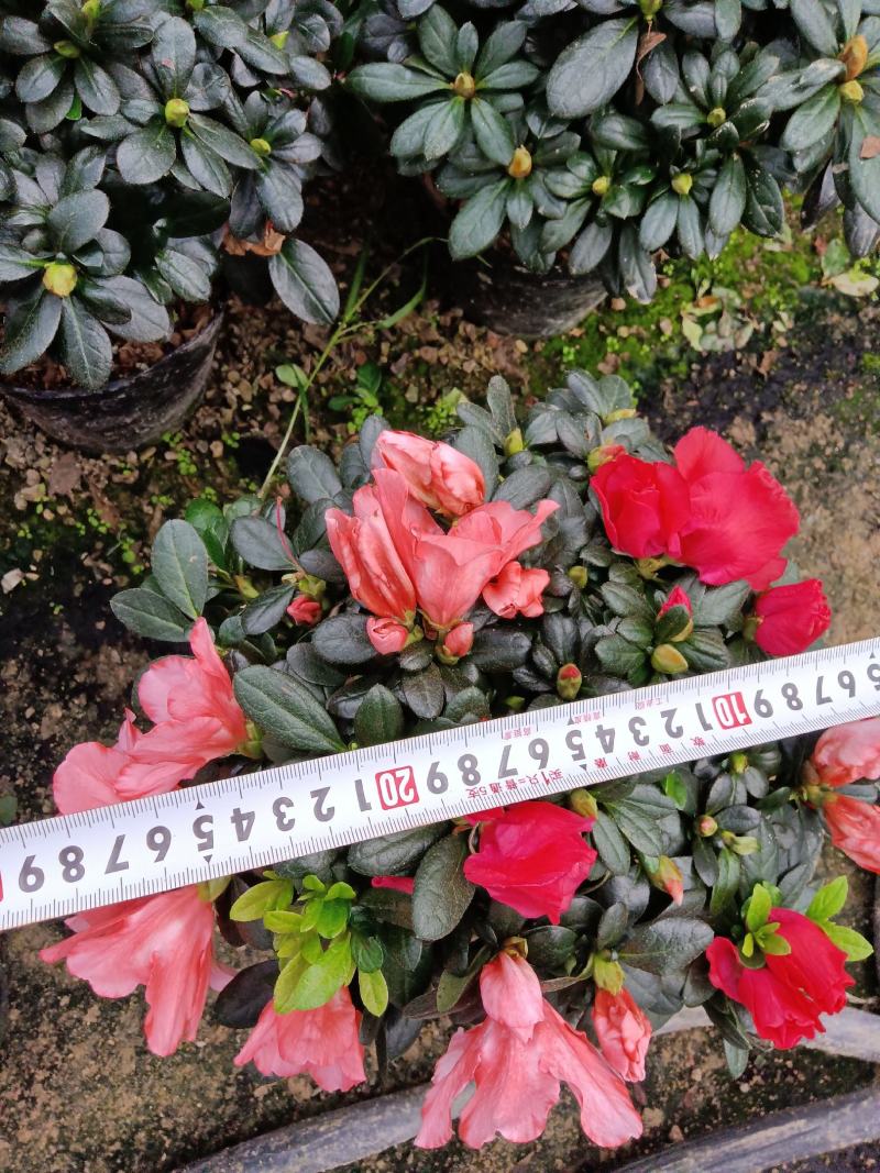 双色杜鹃190杯盆栽花卉杜鹃四季开花基地直销