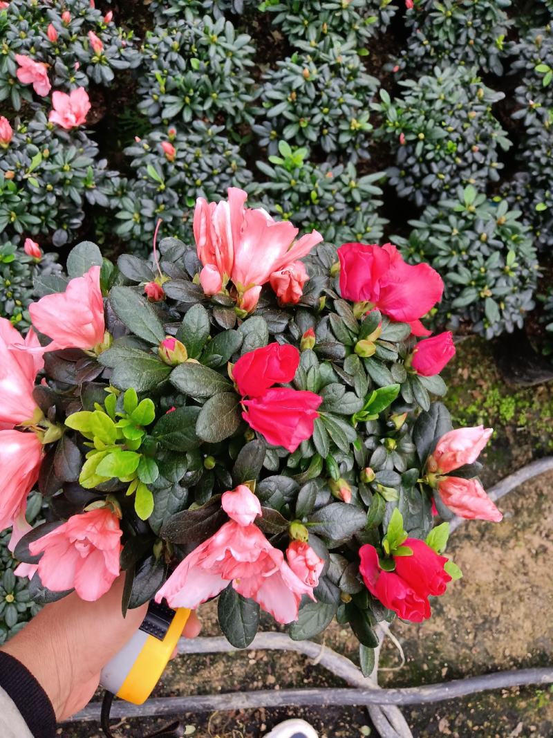 双色杜鹃190杯盆栽花卉杜鹃四季开花基地直销