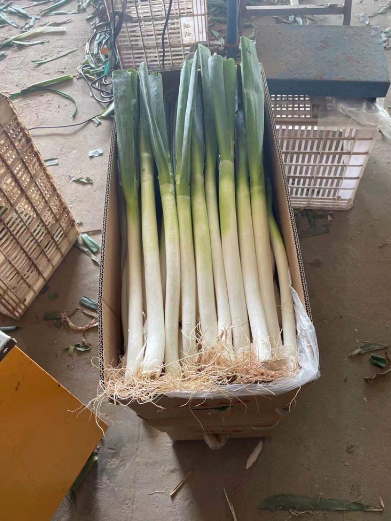 福建大葱、铁杆大葱【毛葱-箱葱-捆葱任何包装】价格随行