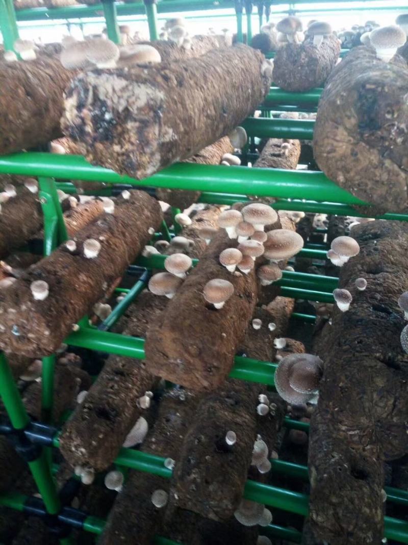 暖棚种植型日光温室半坡棚全钢架暖棚