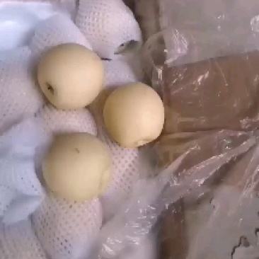 各种梨