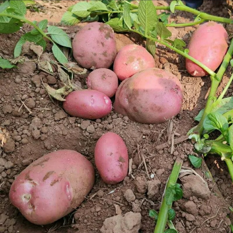 云南高原土豆88号新鲜洋芋红皮黄心马铃薯大小土豆一件代发