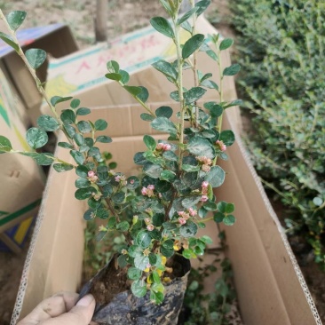 精品平枝荀子大量上市，基地直发直销，欢迎各位老板致电！