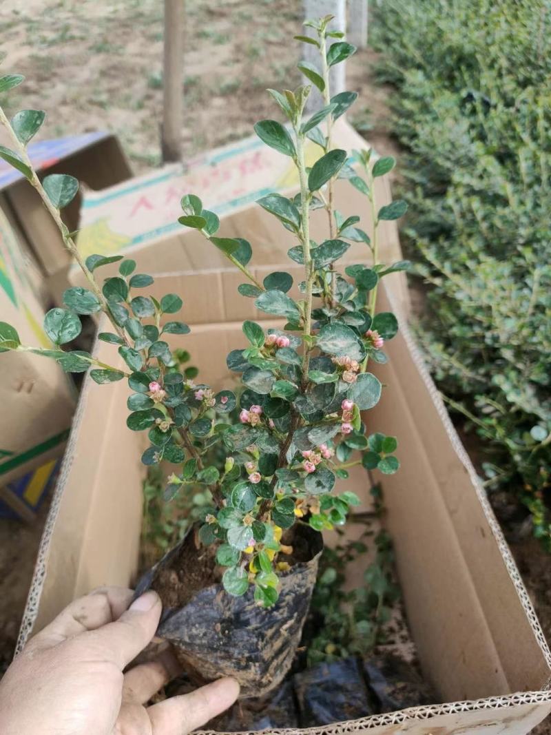 精品平枝荀子大量上市，基地直发直销，欢迎各位老板致电！