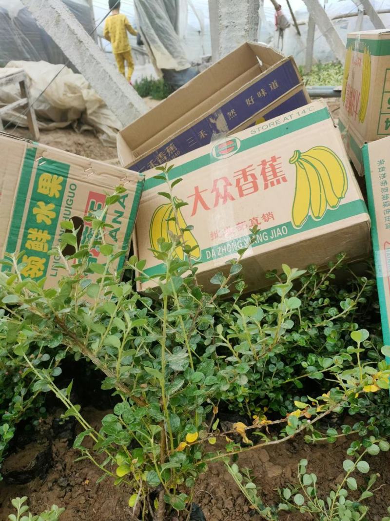 精品平枝荀子大量上市，基地直发直销，欢迎各位老板致电！