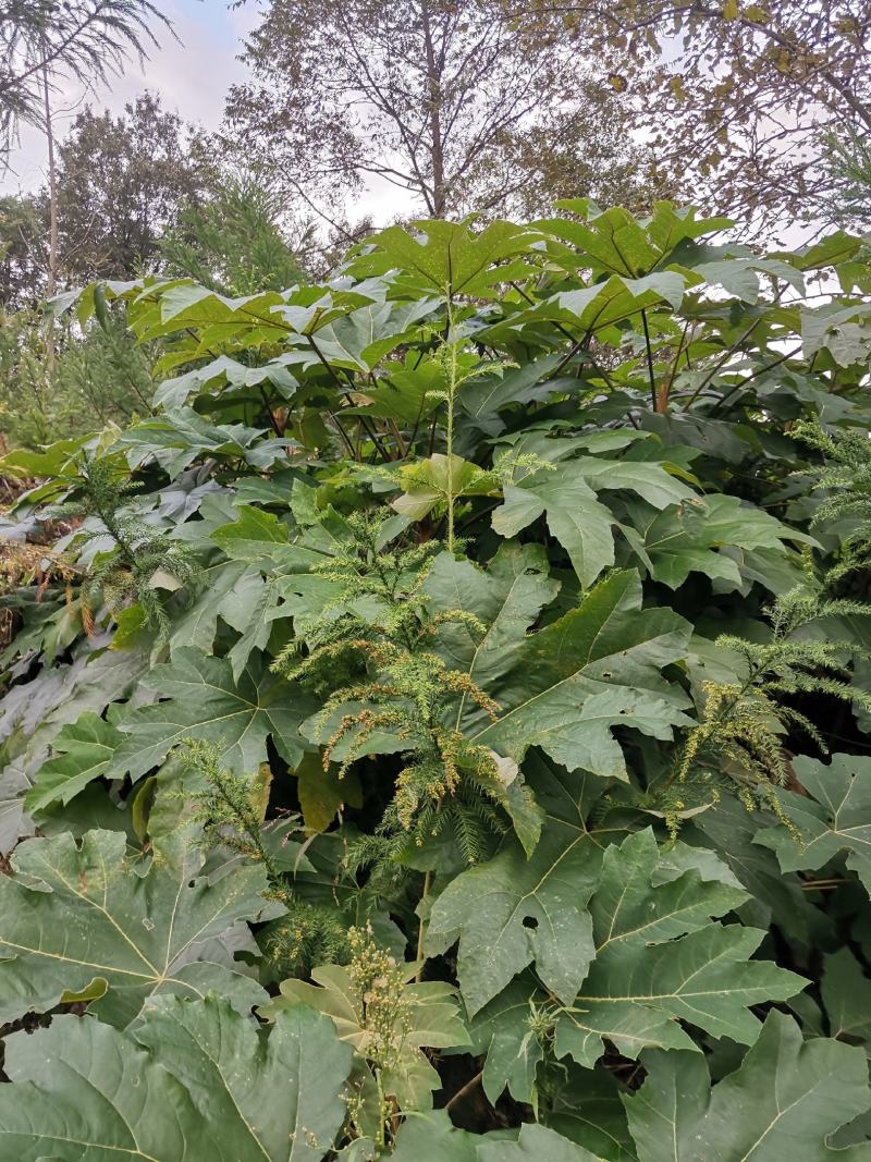 通草苗，一年苗包存活、大通俗名、基地直销