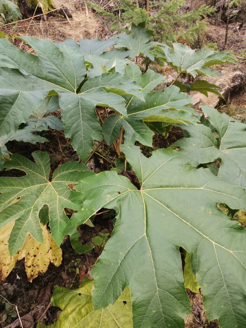 通草苗，一年苗包存活、大通俗名、基地直销