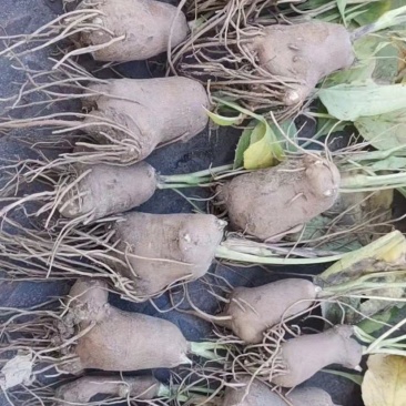 苍术苗朱砂点苍术北苍术免费技术指导基地直销